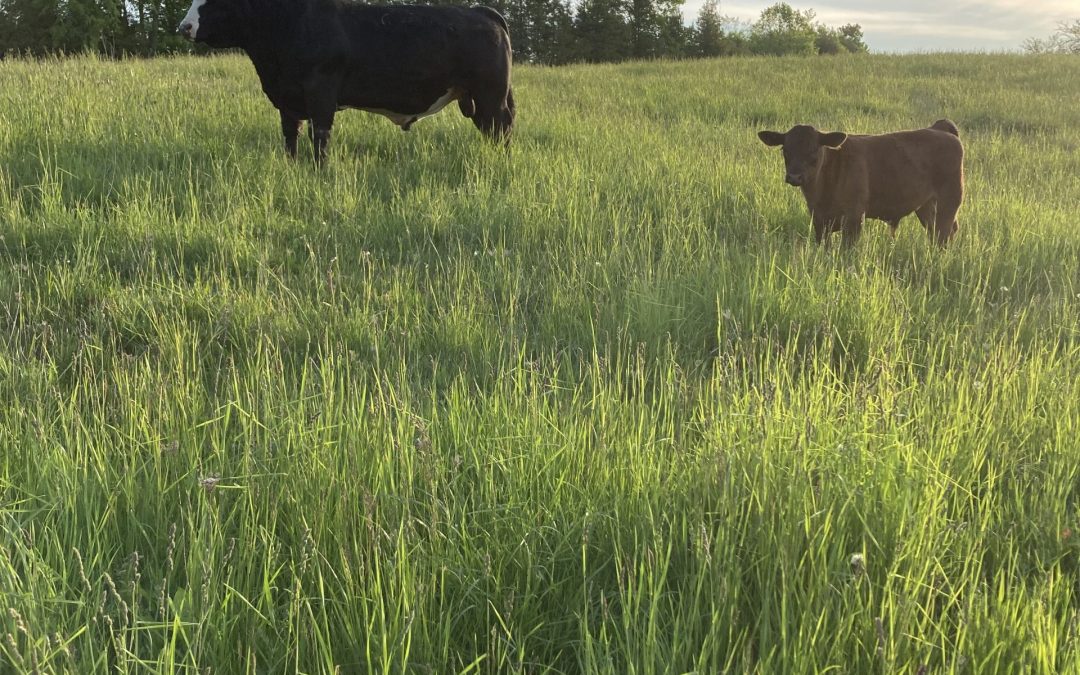 Field Day at Franklin Farm: Trials, Transitions, and Trade-offs