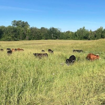 A herd of red and black cattle graze in tall green grass under a sunny blue sky