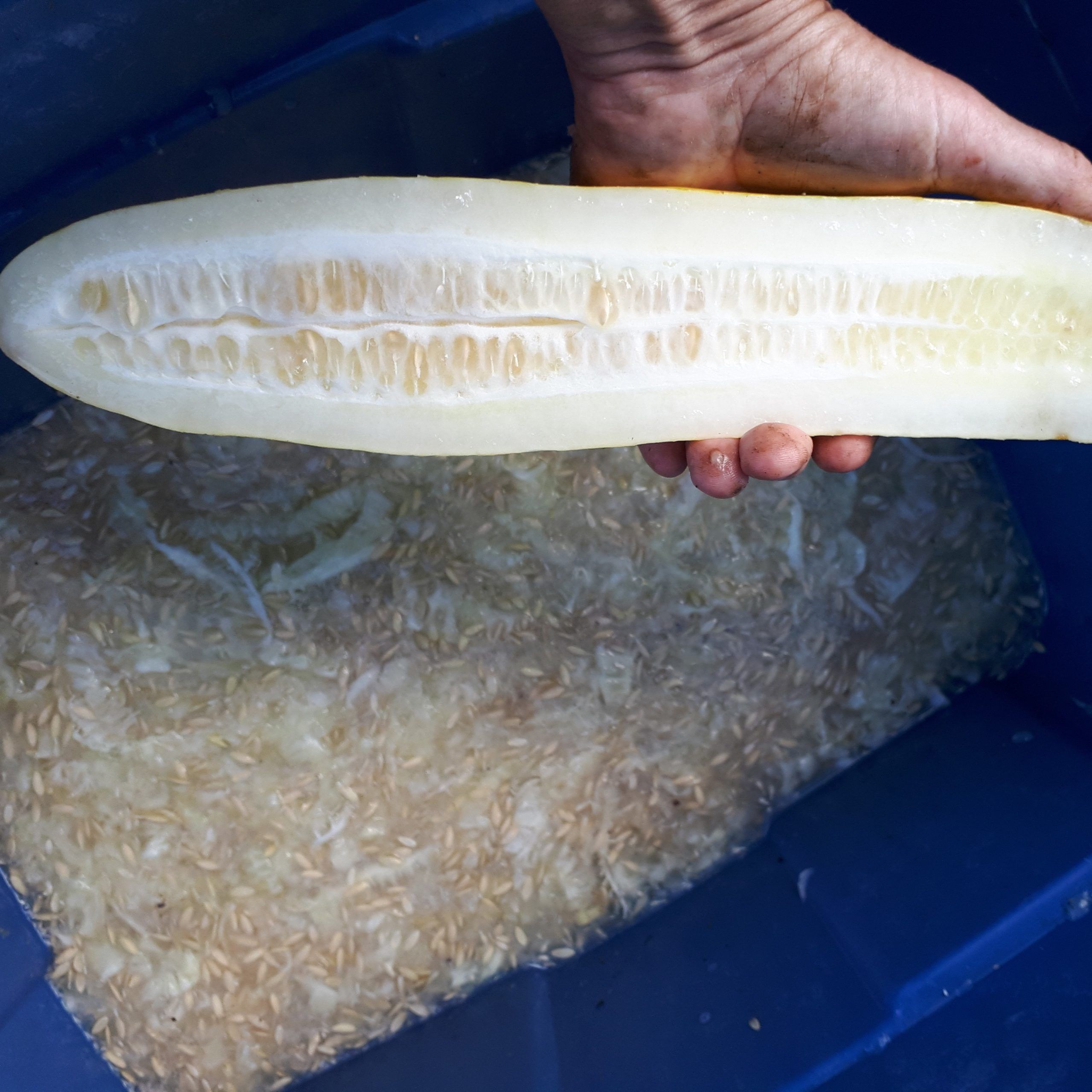 hand holding a cucumber sliced in half, seed side up, over a container filled with scooped out cucumber seeds