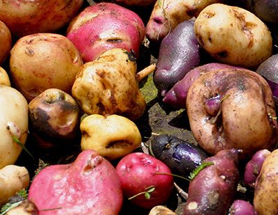 beautiful multi-coloured potatoes, in hues of pink, yellow and purple