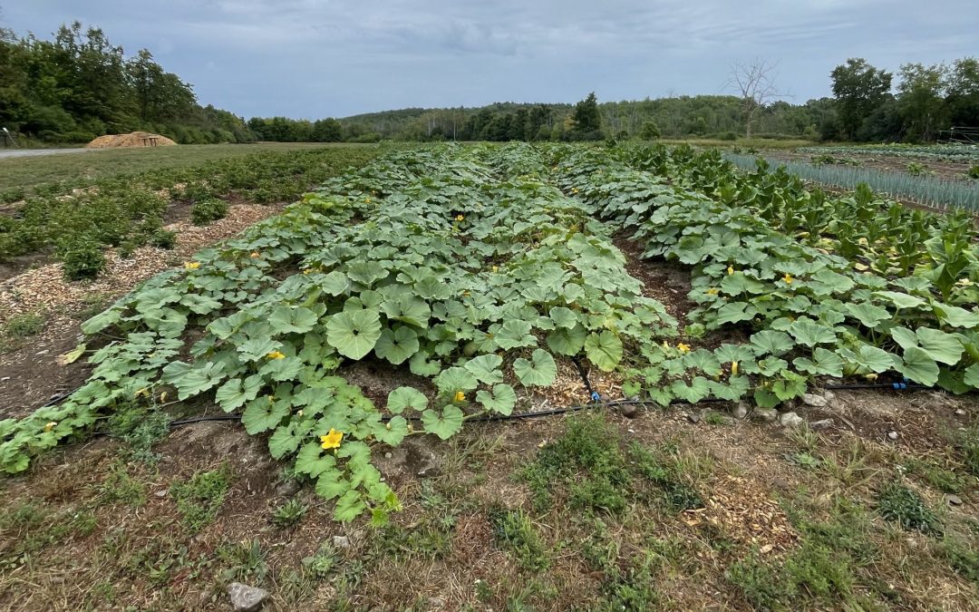 No-till squash trials