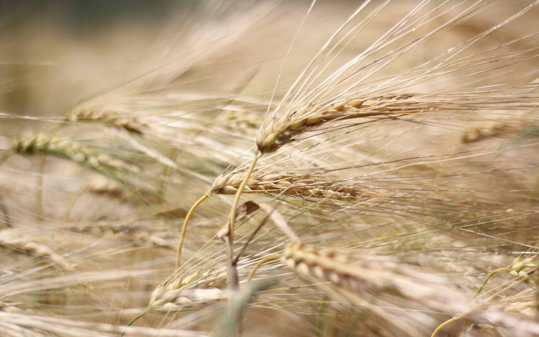 Small Grains Celebration – West