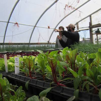 A tray of colourful green & red beet seedlings sits in a greenhouse. 2 farmers chat in the background