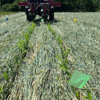 EFAO’s Organic No-Till Vegetable Trials