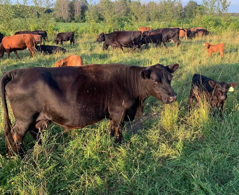 Intro to Soil Health & Rotational Grazing at Kirkview Farms