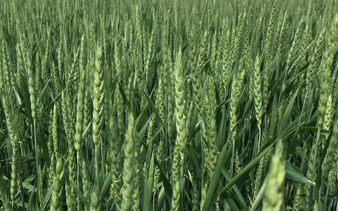 Small Grains Celebration – East