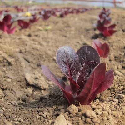 Close up ground-level view of young red lettuce seedlings