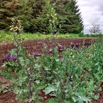 Purple-stemmed kale growing tall yellow flowers in a field, with evergreen trees in the background