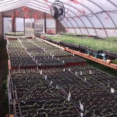 View inside a hoop house full of trays with young tomato seedlings in the centre and lush spiky onions to the right