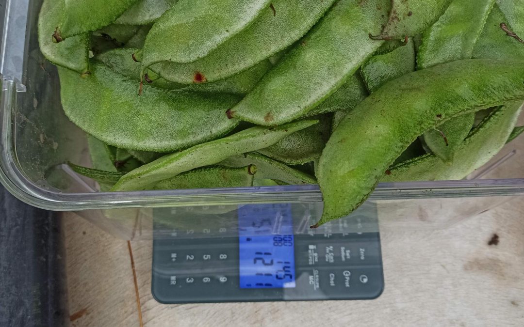 Growing lablab (avarakkai) beans in southern Ontario