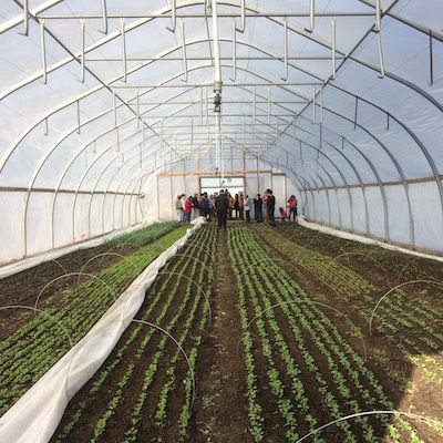 Hoop house at Cedar Down farm