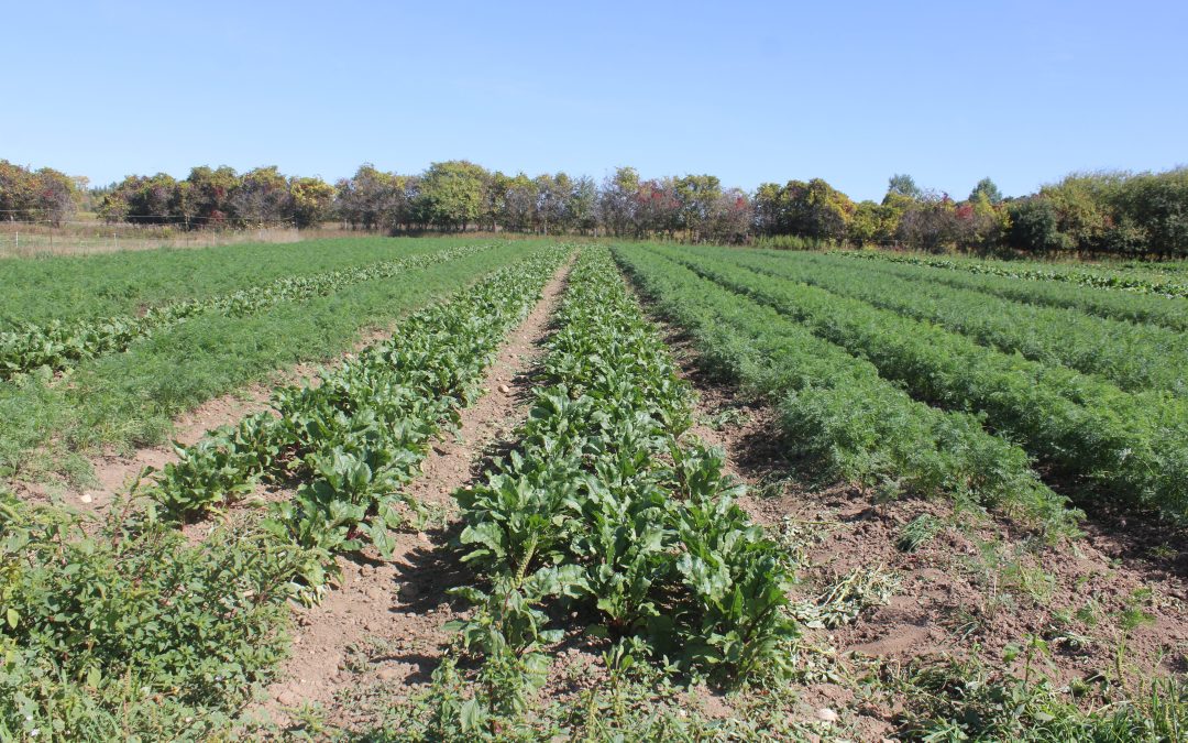 Practical and Productive Vegetable Crop Rotations ft. Cover Crops
