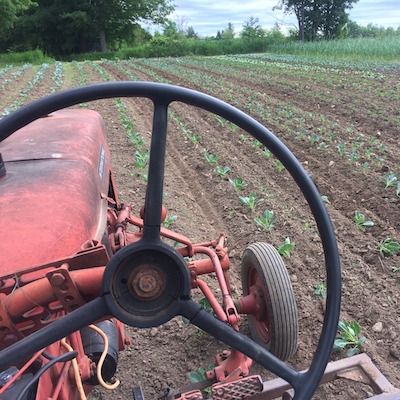 View from the seat of a red tractor of a field of brassicas in neatly weeded rows