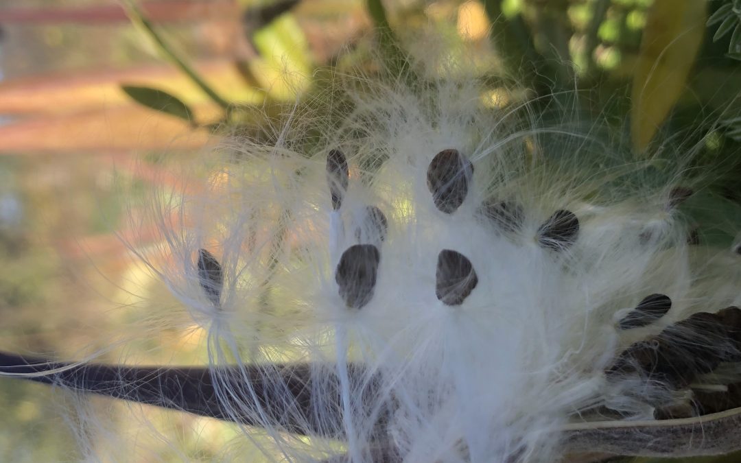 November Seed Growers Meet-up