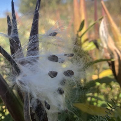 Close up of fluffy milkweed seeds on the head of a plant in fall