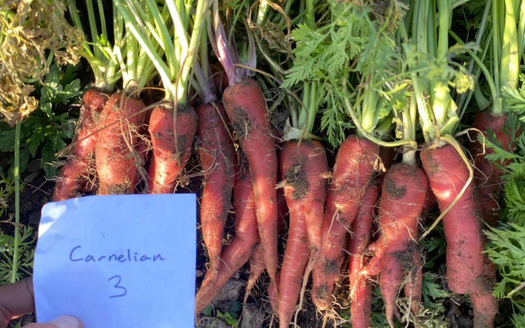 South Asian-style red carrot variety trial
