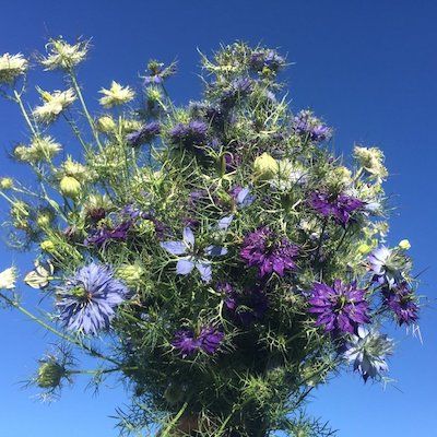 Flower bunch in field