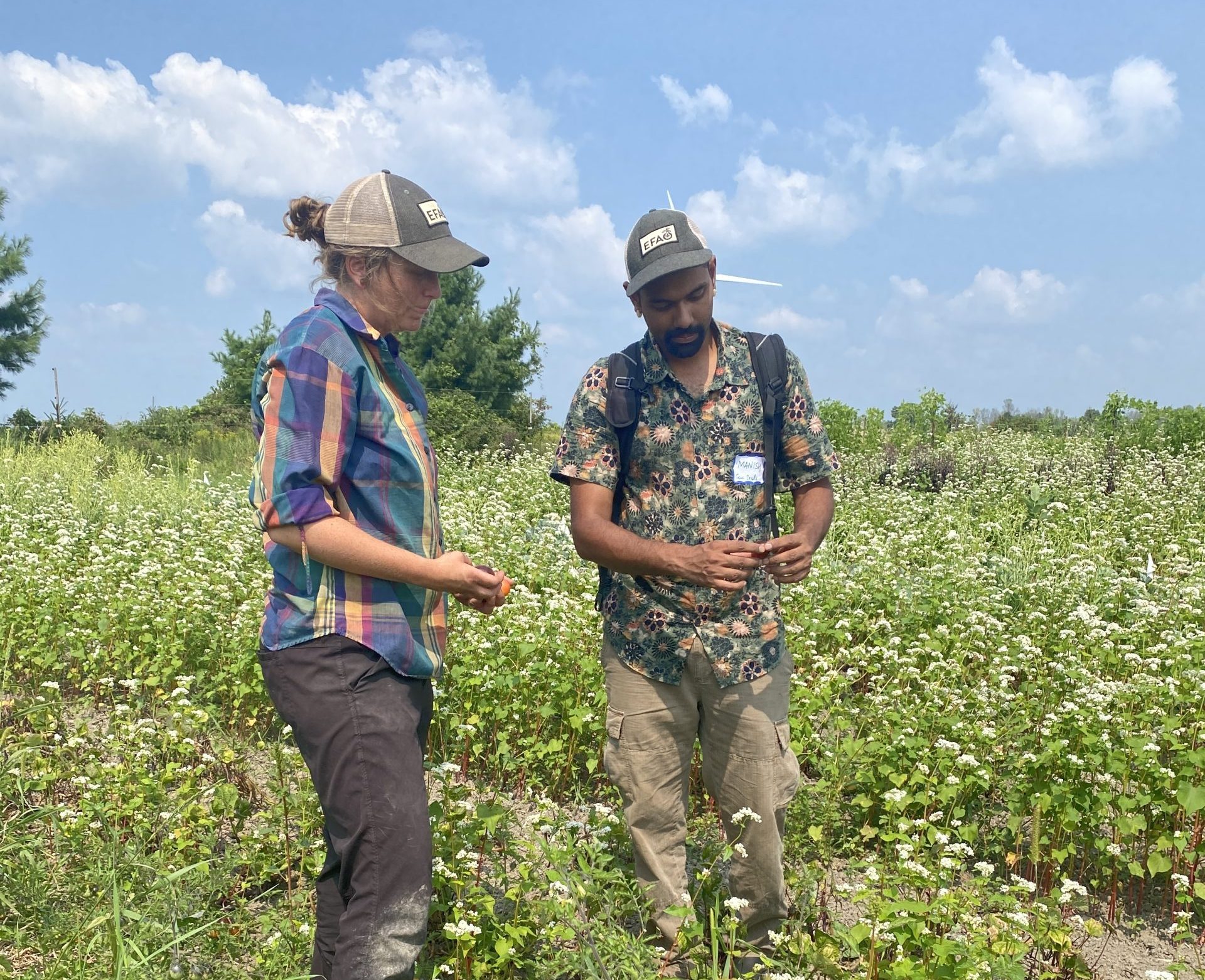 Photo of two farmers wearing EFAO hats standing in a field examining seeds