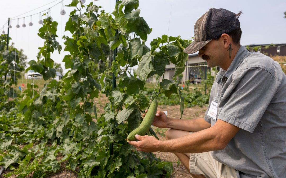Luffa growing methods