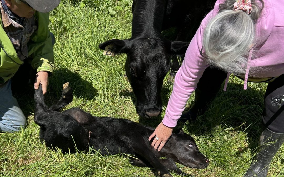 Regenerative Grazing Field Day at Hawk Feather Farm