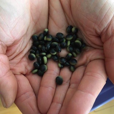 Close up view of cupped, pink hands holding a pile of round, black & green bean seeds