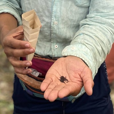 Close up of a person's hands, one holding an open paper bag, the other showing the camera a pile of tiny black seeds