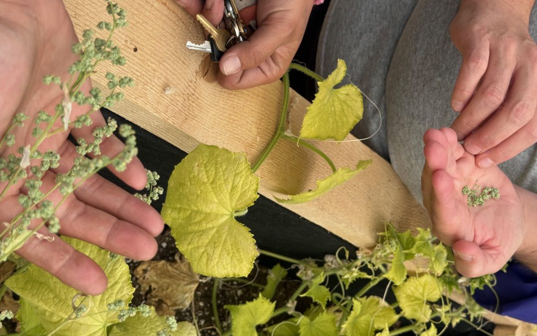 Protected: Returning Home: The Rematriation of the Algonquin Pumpkin and Speckled Algonquin Bean
