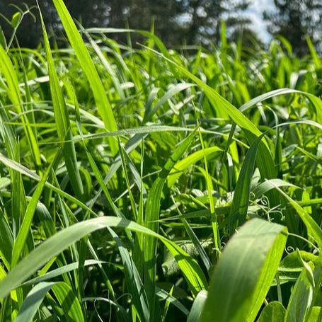 Integrating Cover Crops at Dream Small Farm