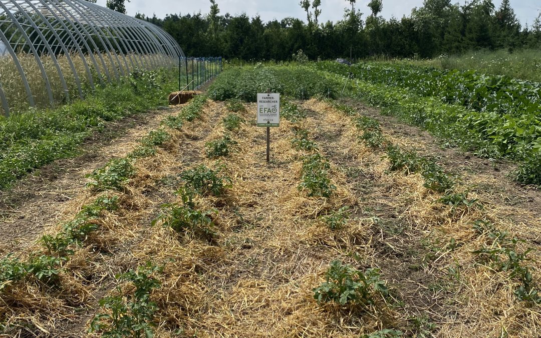No-till potato trials