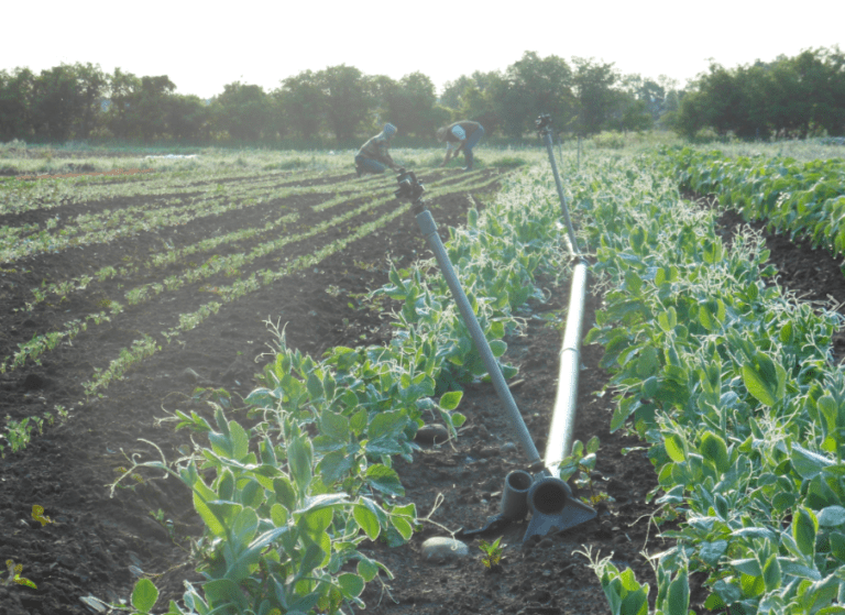 Alunimum sprinkler lines in a green field of vegetables