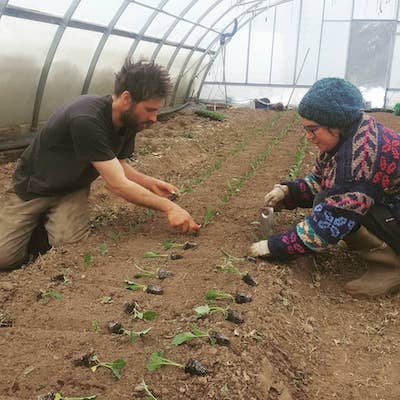 Two people crouching down to transplant green brassica seedlings inside a hoop house