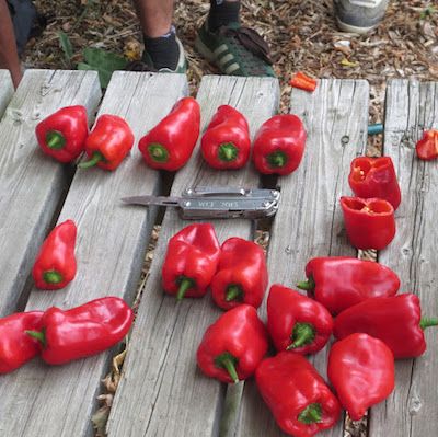 Pepper breeding trial