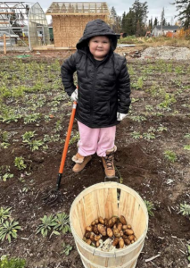 A child dressed in a black jacket and pink pants stands in a garden holding a gardening tool, with a wooden basket filled with freshly dug potatoes nearby.