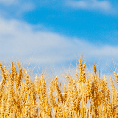 Small Grains Roundtable