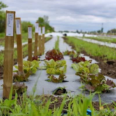 Trial varieties of lettuce grow in a field on a cloudy day, with stakes to the right marking each kind