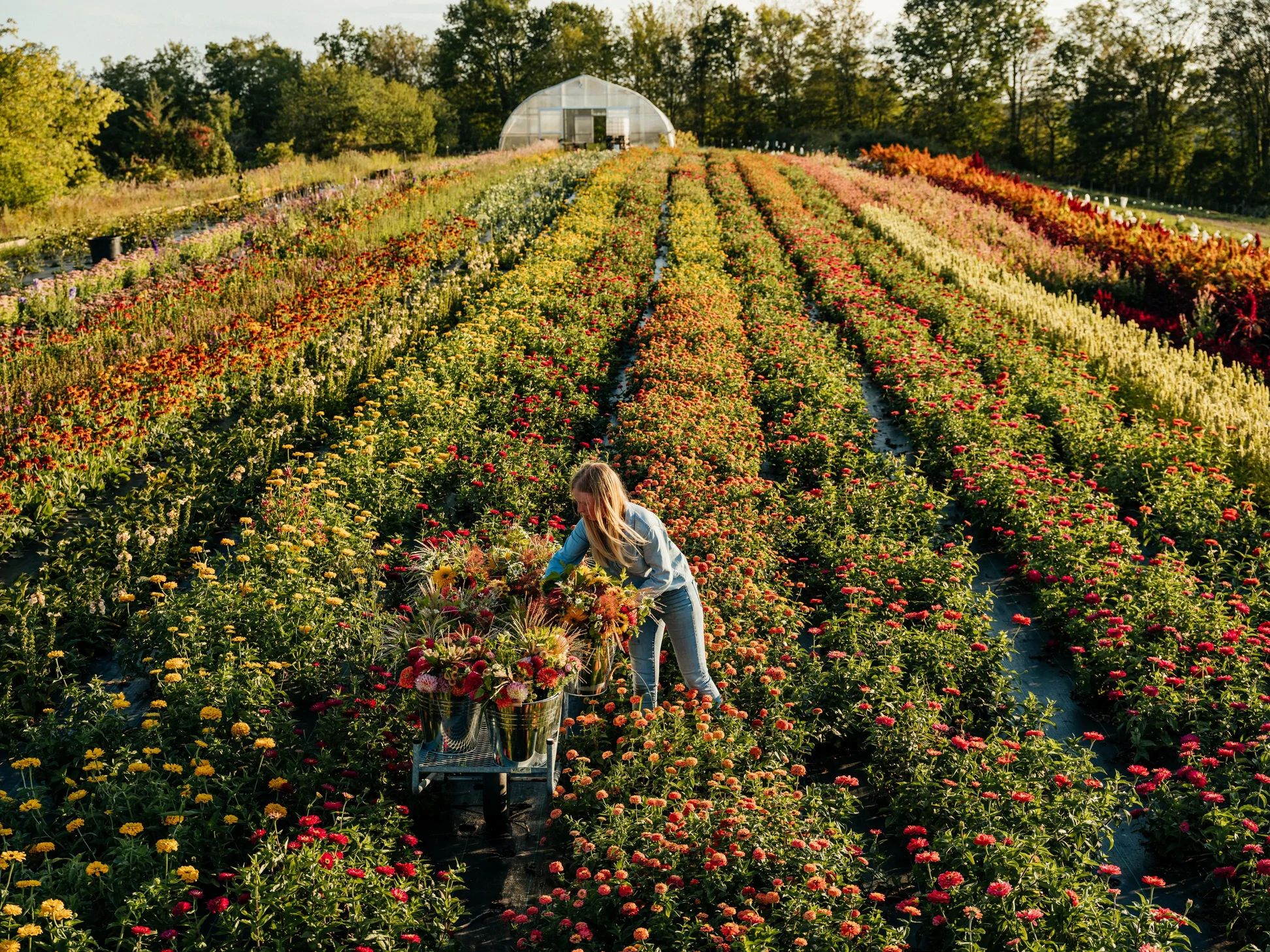 flower-production-efao