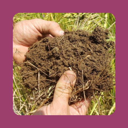 Understanding Your Soil Test: Part 2