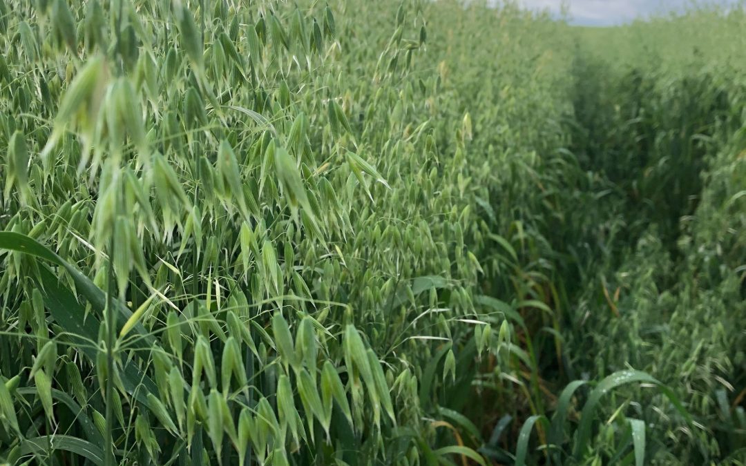 Small Grains Celebration – Central