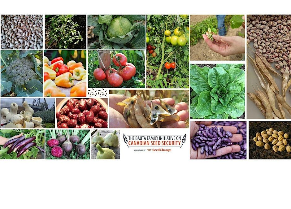 Exploring Open-Pollinated and Local Seeds