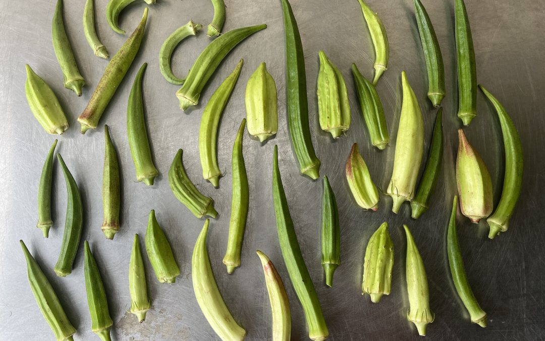 Digging Deep: Celebrating Okra from Seed to Plate