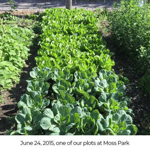 June 24, 2015: One of our plots at Moss Park