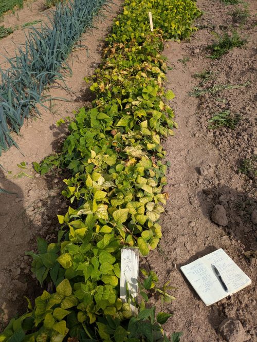 A bed of beans, some with yellowing leaves, viewed from above. A notebook and clipboard sit on the ground next to them