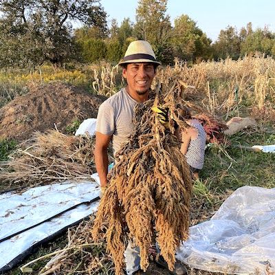 Producing and Processing Amaranth