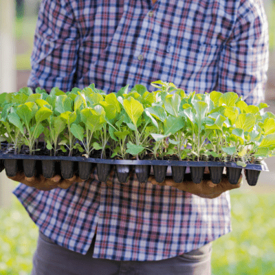 A person in a blue and red plaid short holds a tray of green seedlings