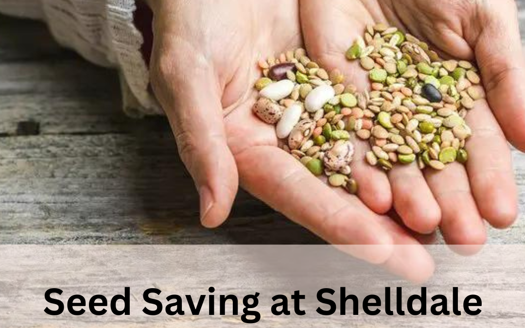 Seed Saving at Shelldale Park