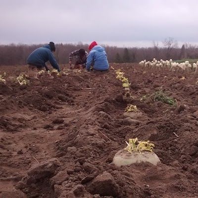 A field of rich reddish brown soil with rutabaga roots peeking just above the surface, with no leaves. Three people in warm clothing crouch down working in the background.