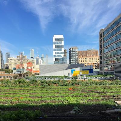 A green rooftop garden grows under a blue sky, with skyscrapers and office buildings in the background