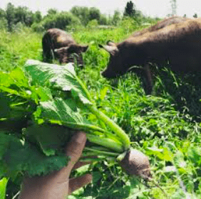 Pastured Pigs in a Multi-species Rotational Grazing System