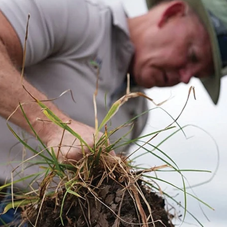 Photo of Dr. Allen Williams on a field holding grass