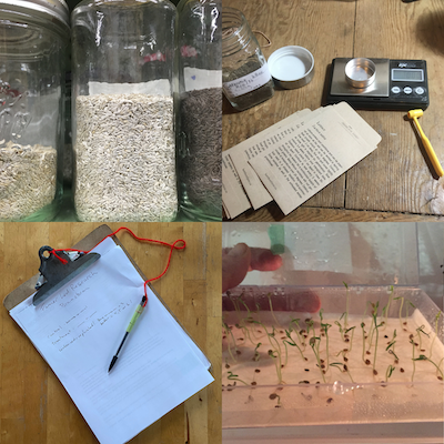 A grid of 4 images from jars of seeds, written notes, seed packets to sprouts